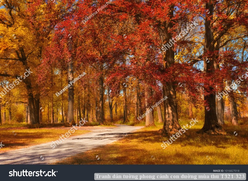 Tranh dán tường phong cảnh con đường mùa thu T321-323